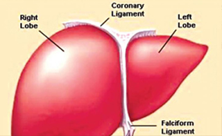 Cronic liver Diseases